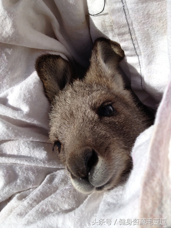 袋鼠靠什么维持平衡,袋鼠抗击能力怎么样