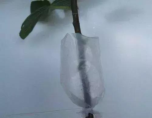 三件家用之物，台长教你八步法“高压”大苗，可当年观花当年吃果