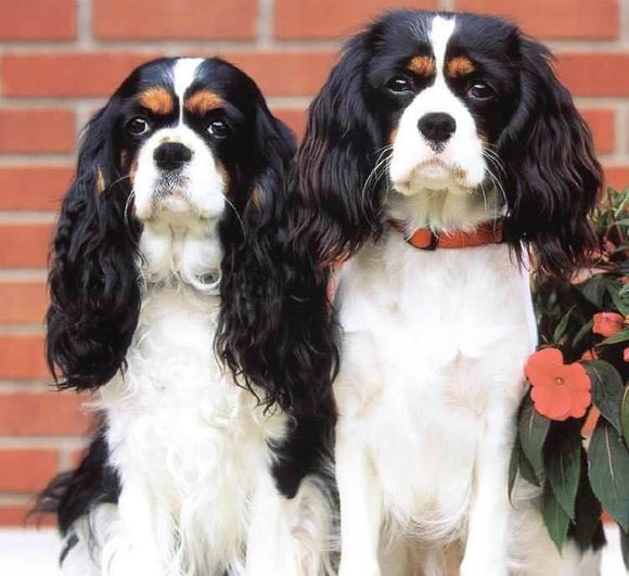 狗狗品种收集大全,收藏狗狗