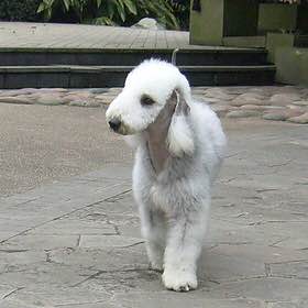 狗狗品种收集大全,收藏狗狗