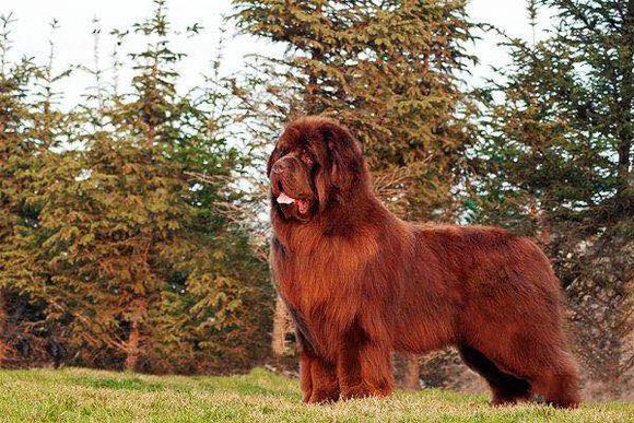 狗狗品种收集大全,收藏狗狗