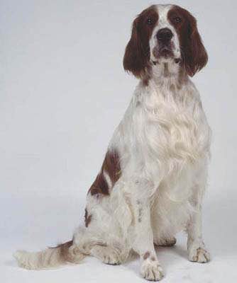 狗狗品种收集大全,收藏狗狗