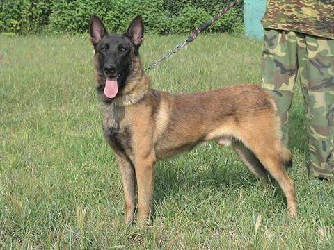 狗狗品种收集大全,收藏狗狗