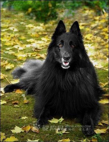 狗狗品种收集大全,收藏狗狗