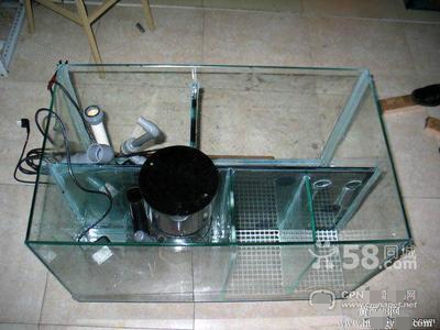 龙鱼怎么养才会凶猛一点,龙鱼习性与养殖技巧论文