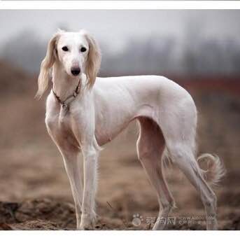 收藏狗狗的图片,收藏宠物集