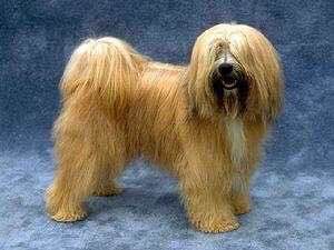 收藏狗狗的图片,收藏宠物集