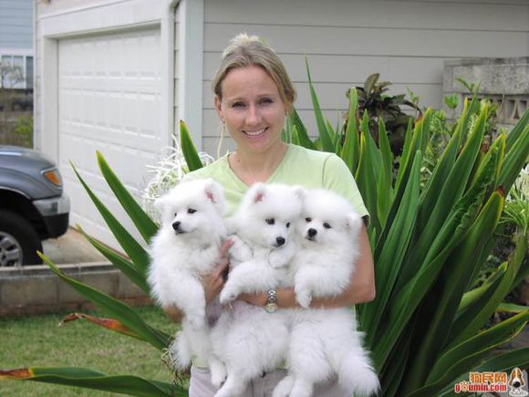 收藏狗狗的图片,收藏宠物集