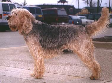 收藏狗狗的图片,收藏宠物集