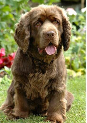 收藏狗狗的图片,收藏宠物集