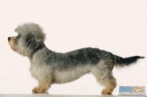 收藏狗狗的图片,收藏宠物集