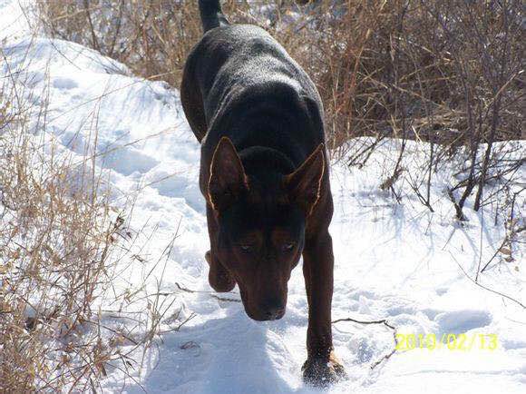 收藏狗狗的图片,收藏宠物集