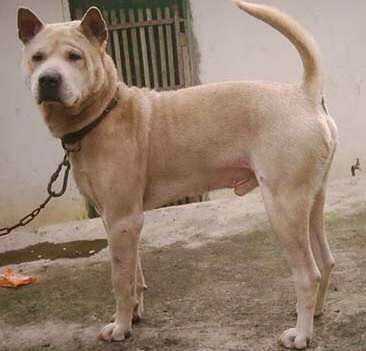 收藏狗狗的图片,收藏宠物集