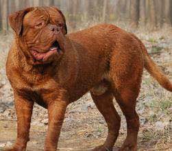 收藏狗狗的图片,收藏宠物集