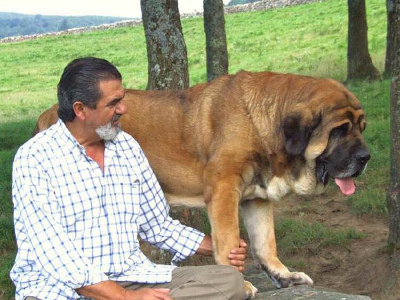 收藏狗狗的图片,收藏宠物集