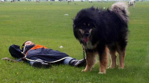 收藏狗狗的图片,收藏宠物集