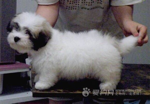 收藏狗狗的图片,收藏宠物集