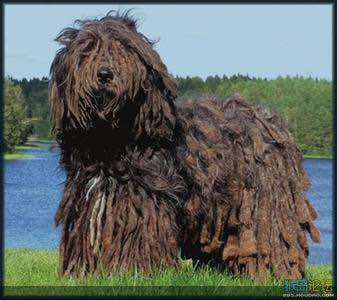 收藏狗狗的图片,收藏宠物集