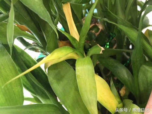 花卉叶子发黄是什么原因,花卉叶子发黄用什么药