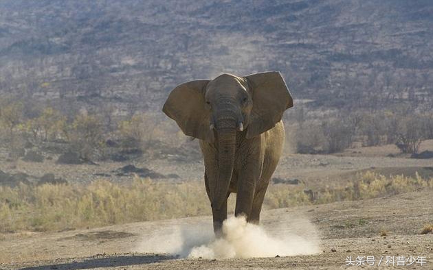 遇到危险动物需要关注什么,遇到危险动物怎么逃生