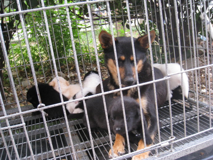 狗狗产后性情大变，追咬路人，被保安*攻围**却做出异样动作让人原谅