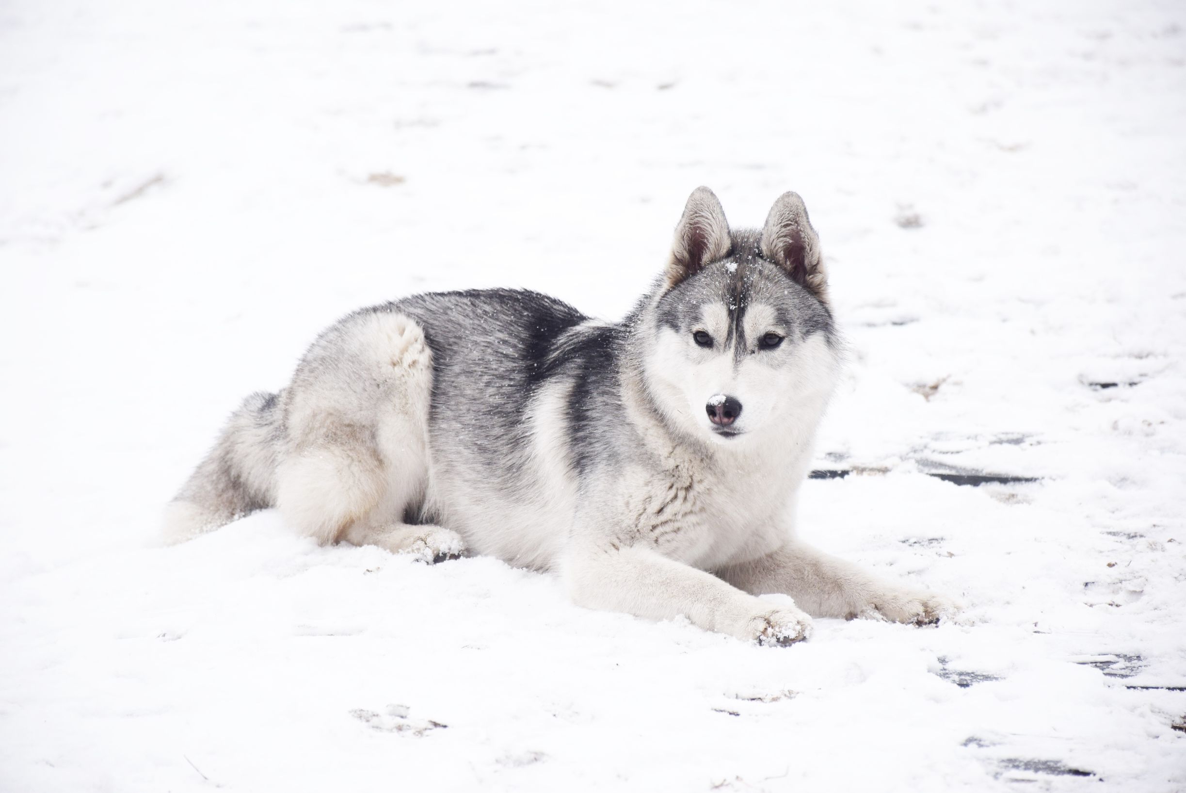 北京下大雪网友家里的雪橇二傻遇到雪做的第一件事是这样