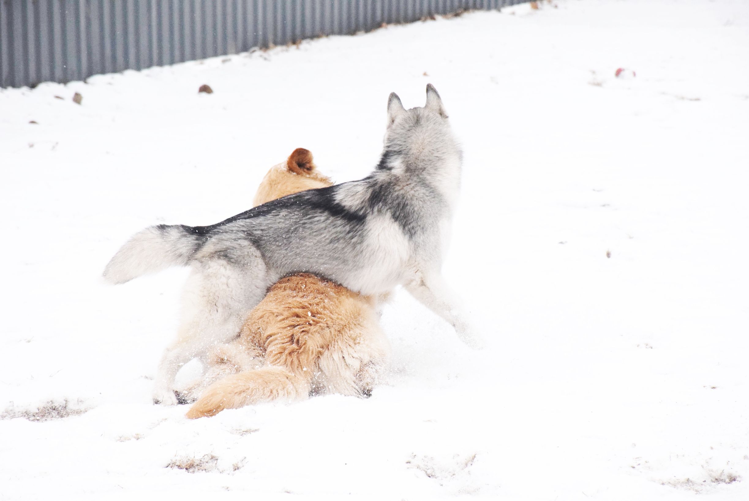北京下大雪网友家里的雪橇二傻遇到雪做的第一件事是这样