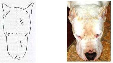 收藏狗狗的图片,收藏宠物集