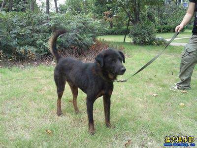 收藏狗狗的图片,收藏宠物集