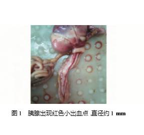 鸡白冠病的防治，快来看看吧！