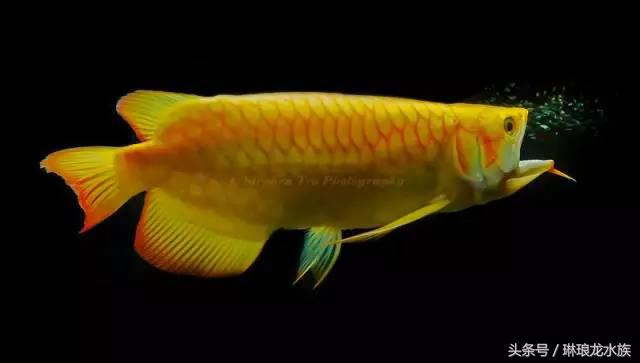 龙鱼嘴张不大什么原因,龙鱼嘴巴合不上怎么办