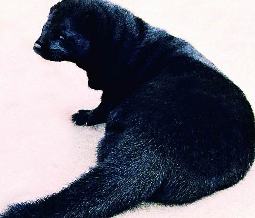 大连特产虾酱很臭为什么,大连有哪些特产适合带回家