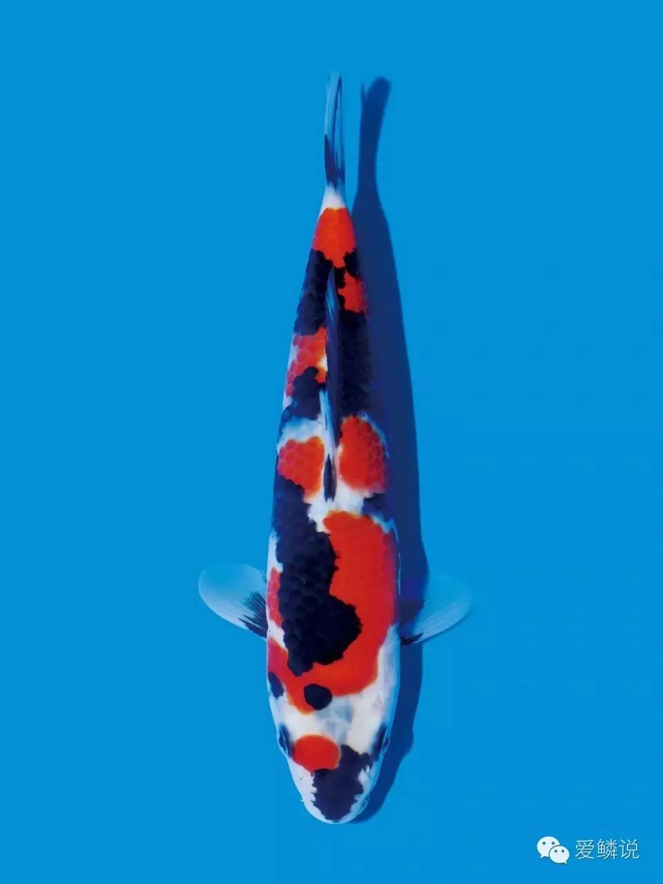 春天最容易得的十种疾病,春天高发的六种疾病