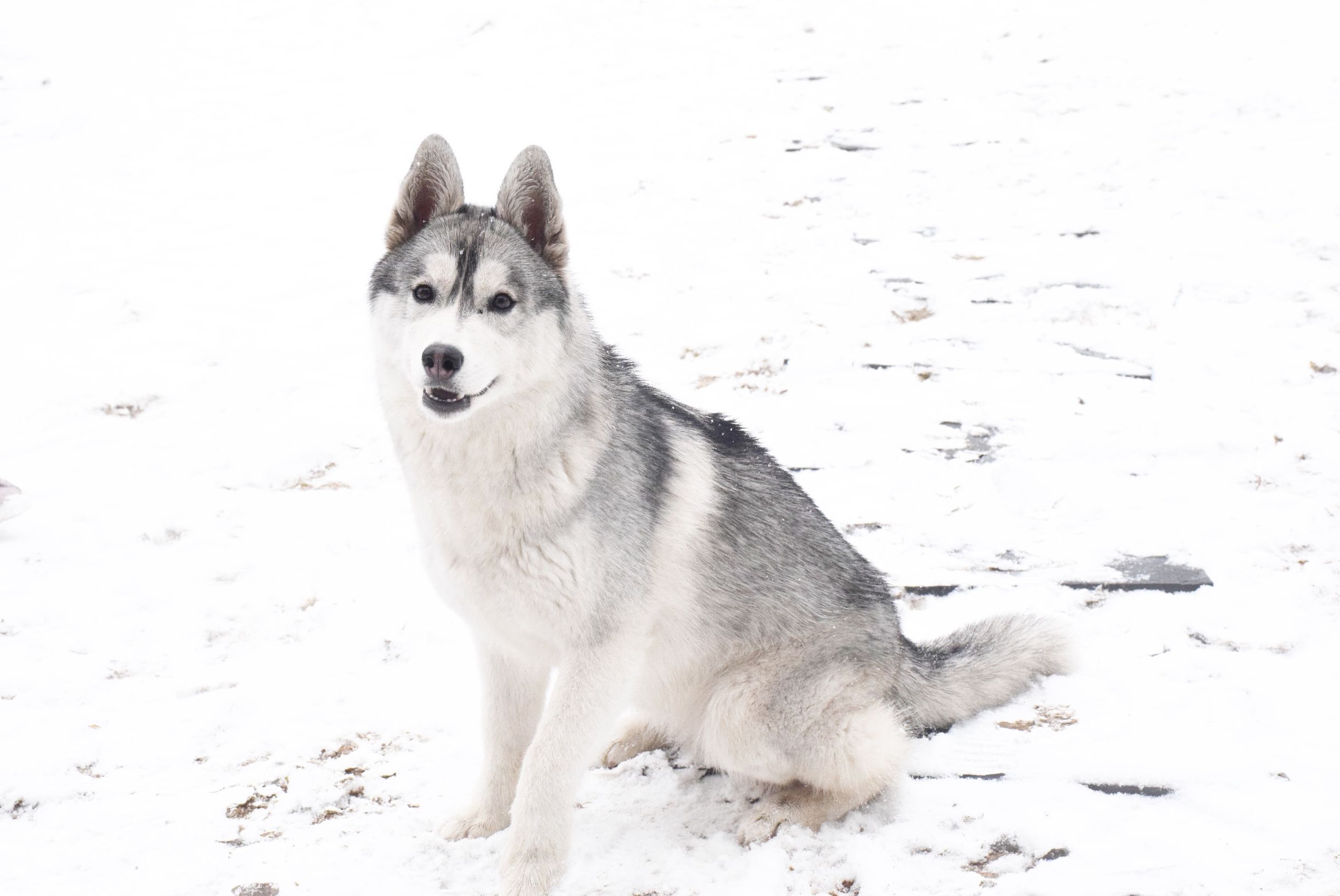 北京下大雪网友家里的雪橇二傻遇到雪做的第一件事是这样