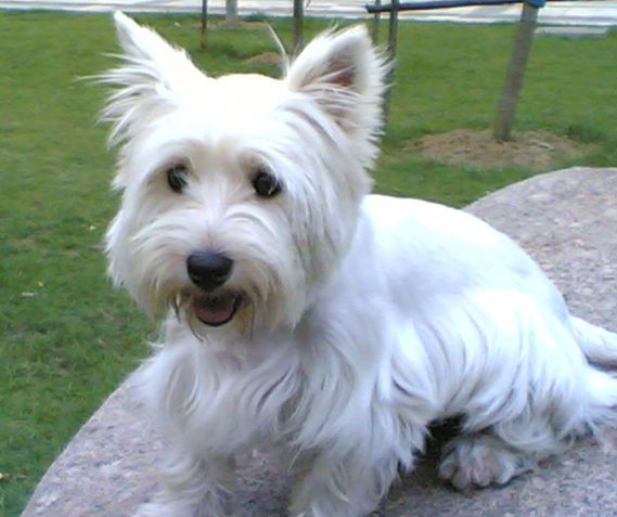 狗狗最不容易掉毛的是哪个品种,狗狗掉毛排行榜