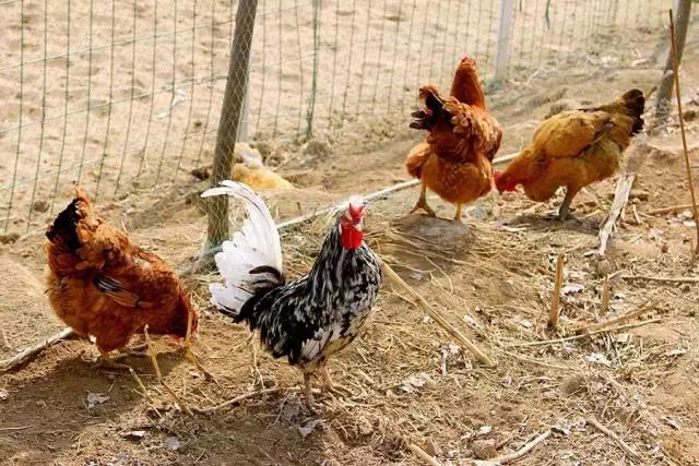 户县新西兰农场好玩吗,西安户县农场