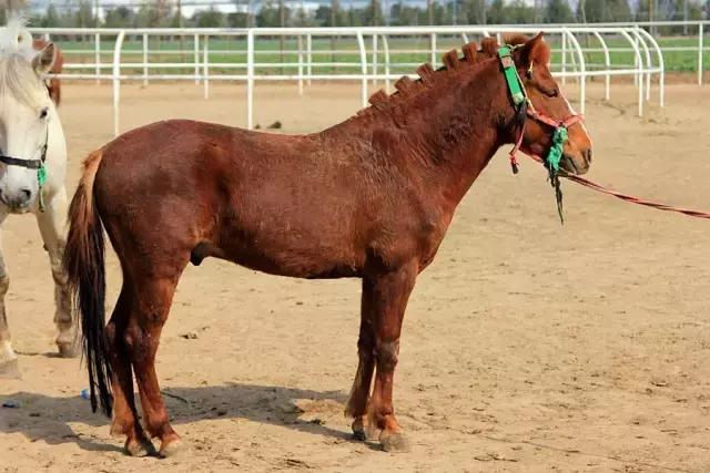 户县新西兰农场好玩吗,西安户县农场