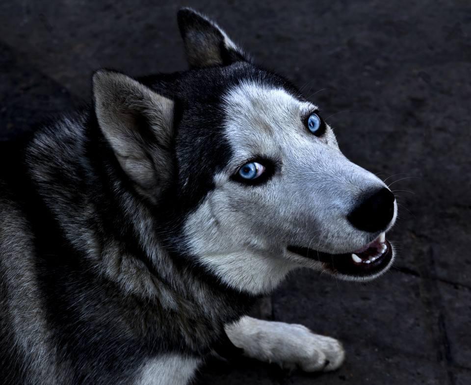 《九阴真经2》中森林迷路怎么办？带好这两样东西可保命