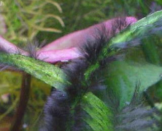 鱼缸里长了许多黑色毛毛,鱼缸里水草上有黑色的附着物