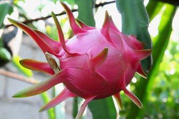 如何挑火龙果分三步,挑火龙果的方法