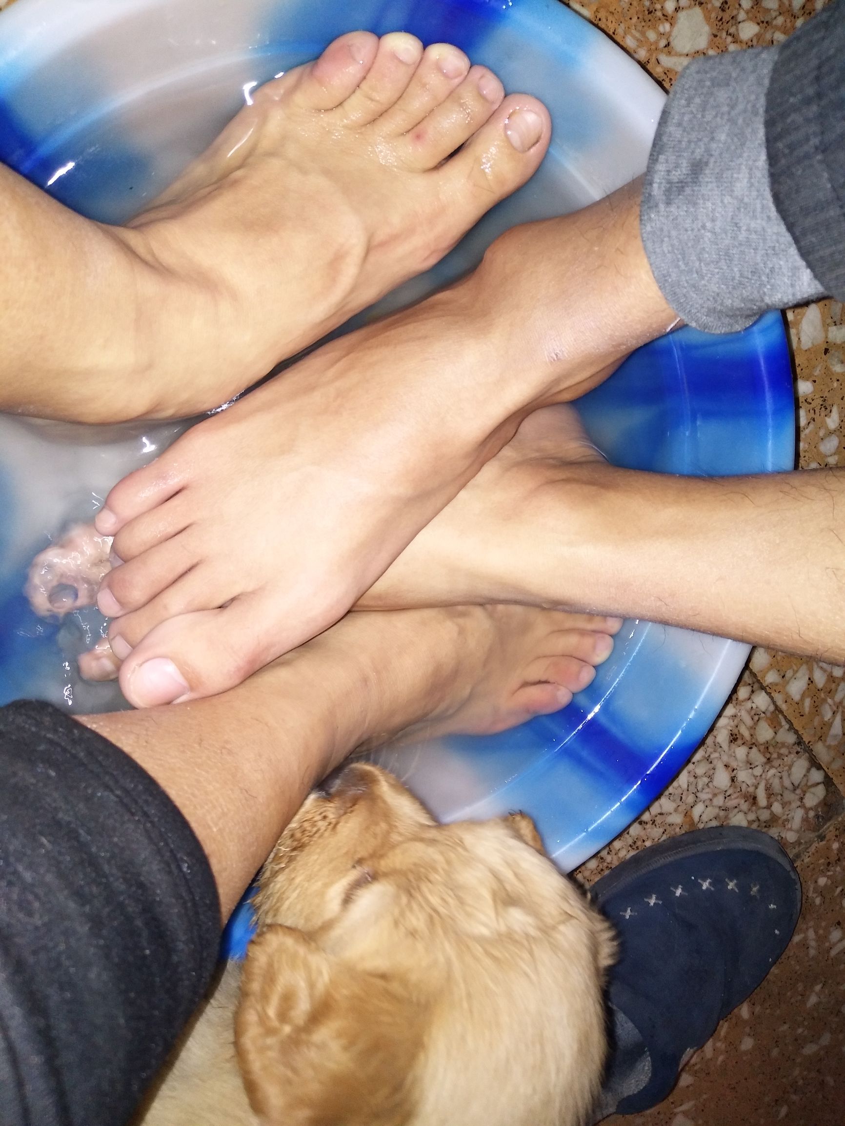 家里金毛老是咬泰迪怎么办,金毛太淘气是什么原因