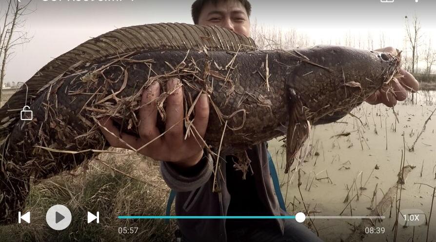 机械师横扫枯叶塘，放牛哥借机洗前耻路亚这条黑鱼真过瘾