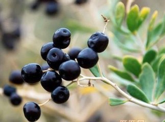 农民要致富必须发展什么,黑枸杞种植基地