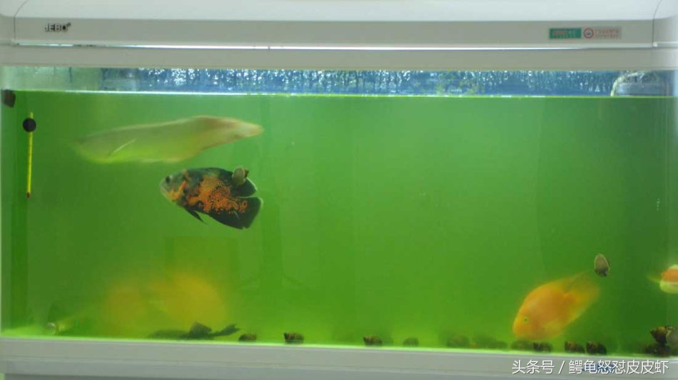 鱼缸刮伤怎么修复,鱼缸底如何防刮伤