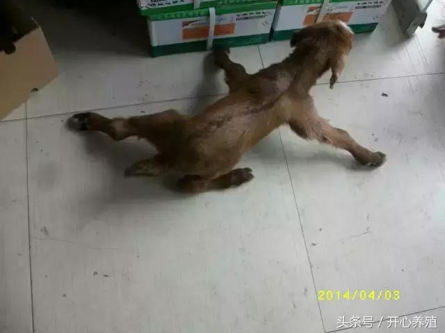 刚出生羔羊软瘫症的治疗方法,羔羊软瘫灵口服快还是注射好