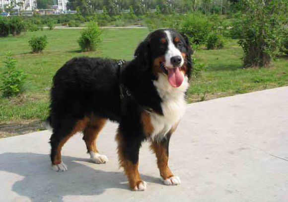 狗狗品种收集大全,收藏狗狗