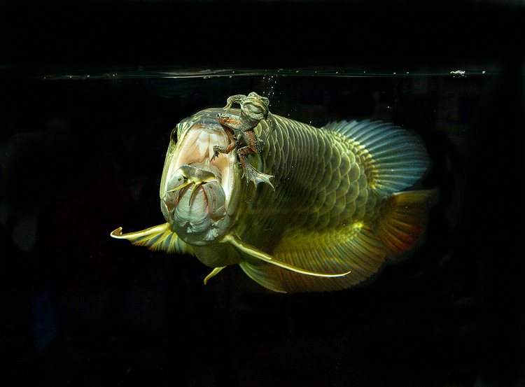 龙鱼怎么养才会凶猛一点,龙鱼习性与养殖技巧论文