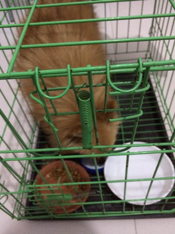 小博美半夜在阳台疯，一下没刹住车从三楼一跃而下摔成重伤，心疼