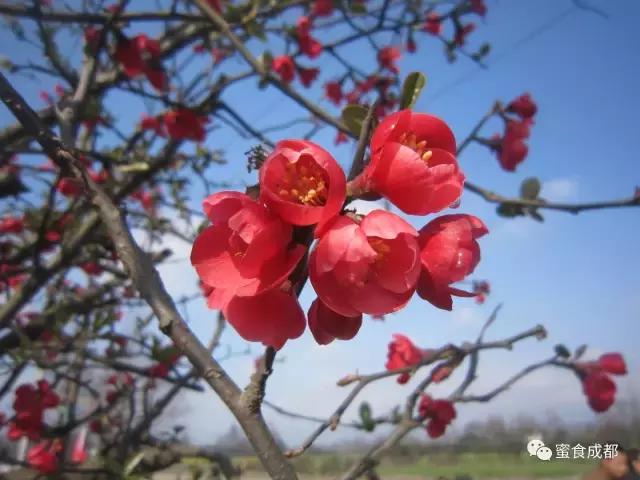 这里的春天最美丽歌词 (这里的春天最美丽)