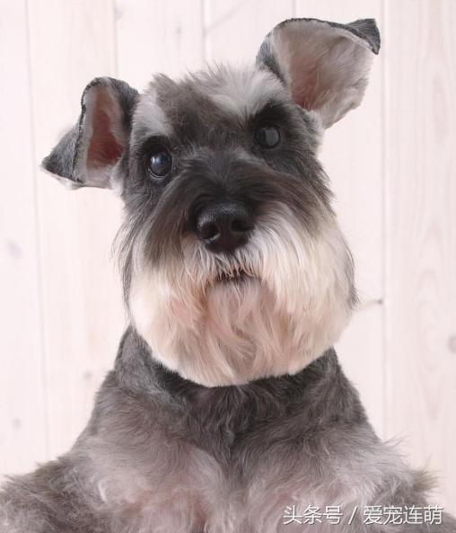 雪纳瑞体型测量,雪纳瑞体型参数